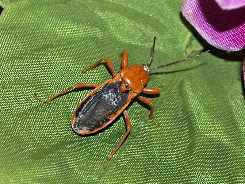 File:Reduviidae - Glymmatophora species.JPG