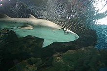 Reef Shark At Blue Planet Aquarium - geograph.org.uk - 290505.jpg