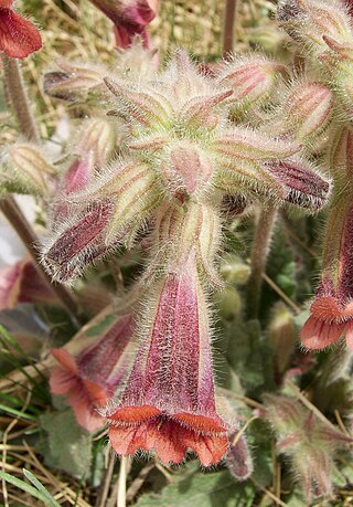 <i>Rehmannia</i> Genus of flowering plants in the broomrape family Orobanchaceae