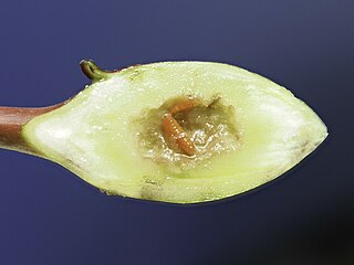 <i>Resseliella clavula</i> Species of fly