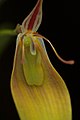 Restrepia jesupiana flower