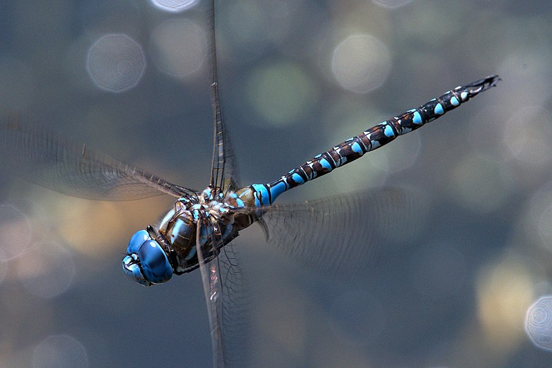 File:Rhionaeschna multicolor male.jpg