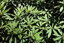 Rhododendron - UBC Botanika bog'i - Vankuver, Kanada - DSC08257.jpg