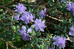 Rododendron russatum 2. 
 JPG