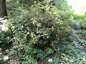 Rhododendron williamsianum - Ботанический сад, Франкфурт-на-Майне - DSC03367.JPG