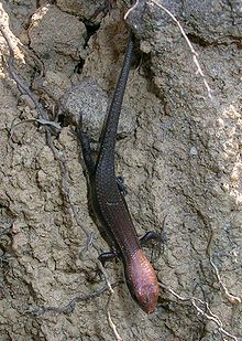 A Ristella from Dandeli in the Western Ghats. Ristella sp.jpg