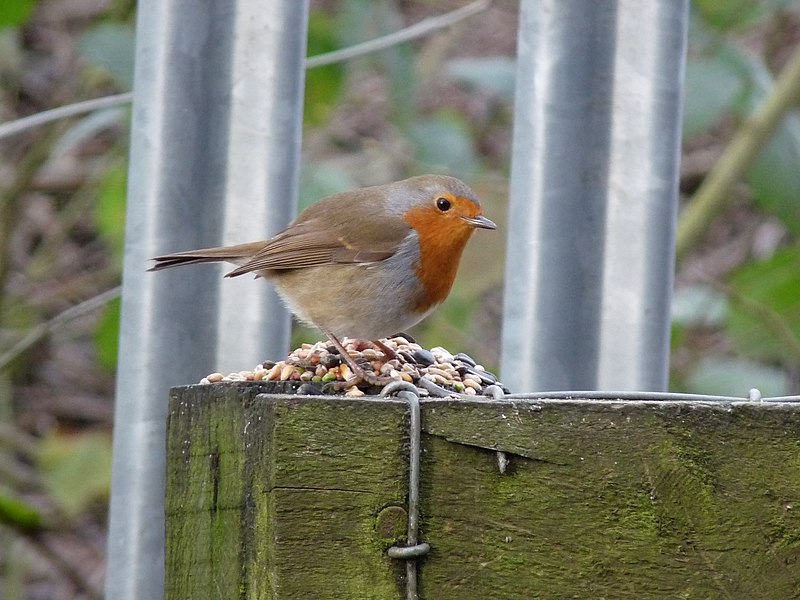 File:Robin (4407510680).jpg