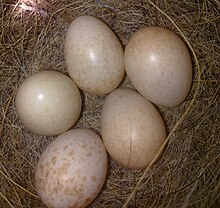 Robin eggs.jpg
