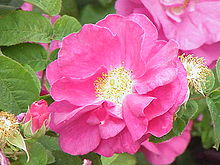 Rosa gallica var. officinalis Rosa gallica officinalis0.jpg