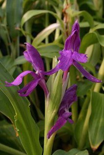 <i>Roscoea debilis</i> Species of flowering plant