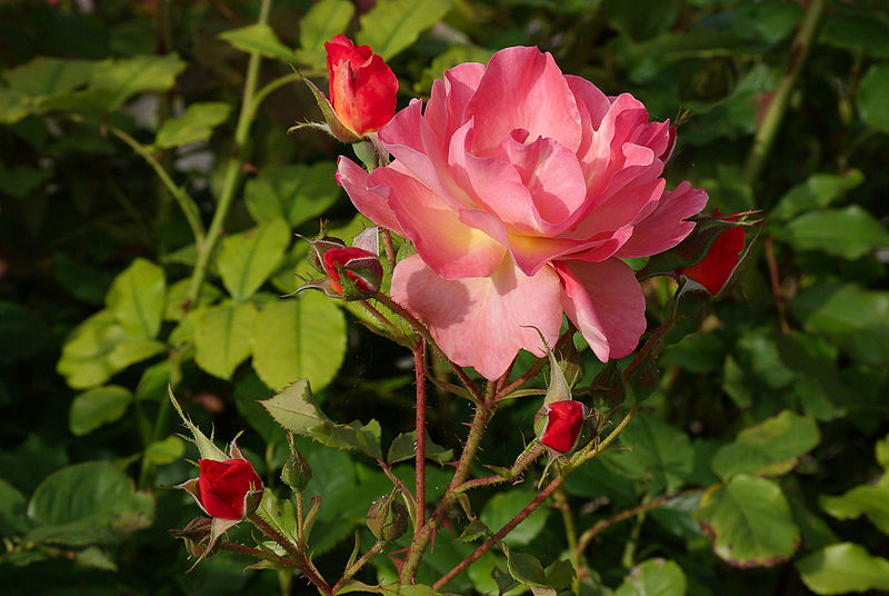 File:Rose 3 FR 2012.jpg