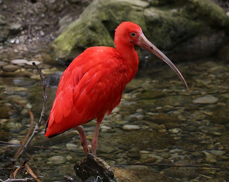 File:Roter Sichler Tierpark Hellabrunn-3.jpg