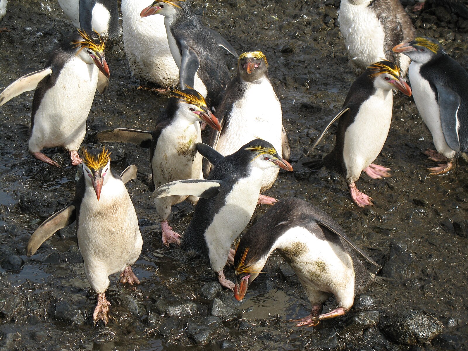 ロイヤルペンギン