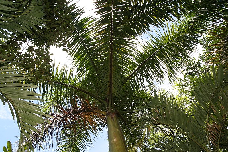 File:Roystonea regia 28zz.jpg