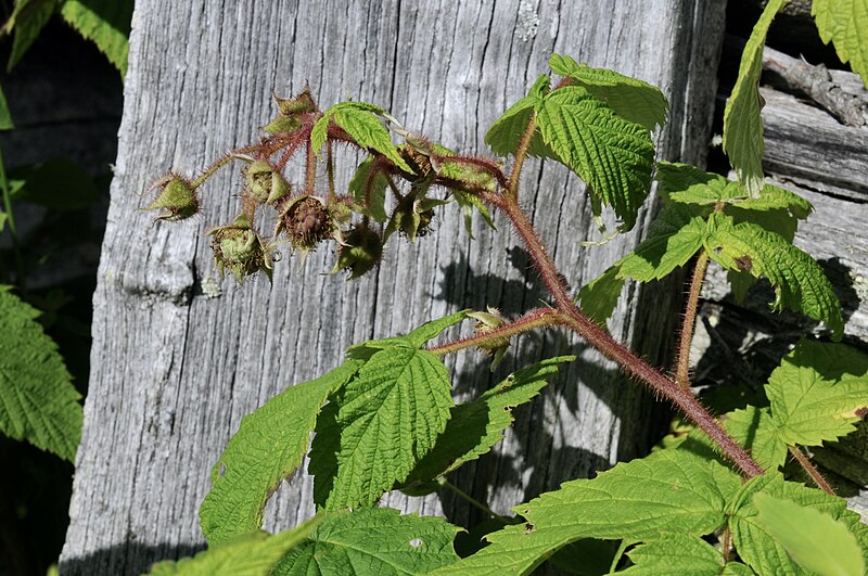 File:Rubus idaeus (2021).jpg