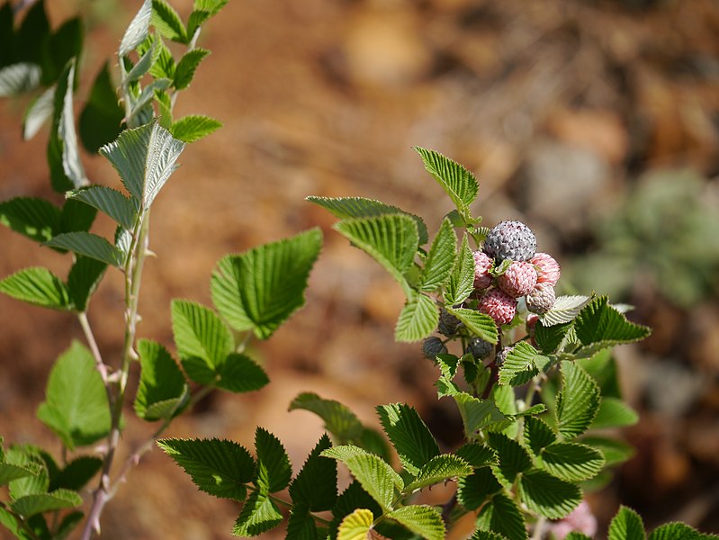 File:Rubus niveus Thunb. (17070574207).jpg