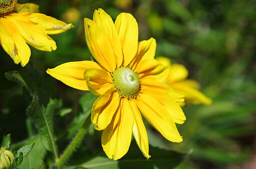 Rudbeckia hirta 'Irish Eyes' flower