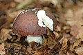 Russula brunneoviolacea