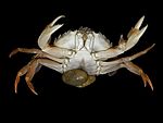 En krabba (Liocarcinus holsatus) som är dubbelinfekterad med Sacculina carcini