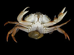 Parazitický kořenohlavec krabí na krabu veslonohém (Liocarcinus holsatus)