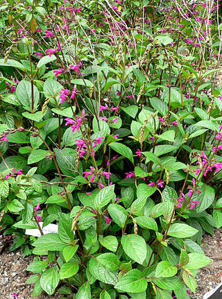 <i>Salvia chiapensis</i> Species of flowering plant