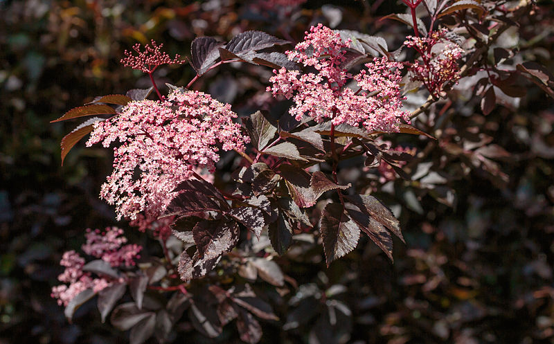 File:Sambucus Nigra 'Guincho Purple'. Locatie, Tuinen Mien Ruys 03.jpg