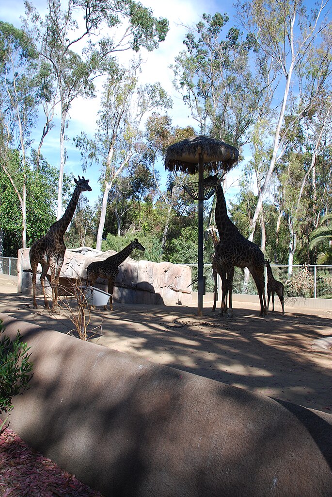 file:san diego zoo 91 2014