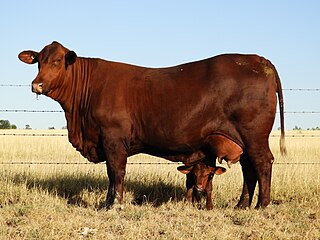 Santa Gertrudis cattle American breed of cattle