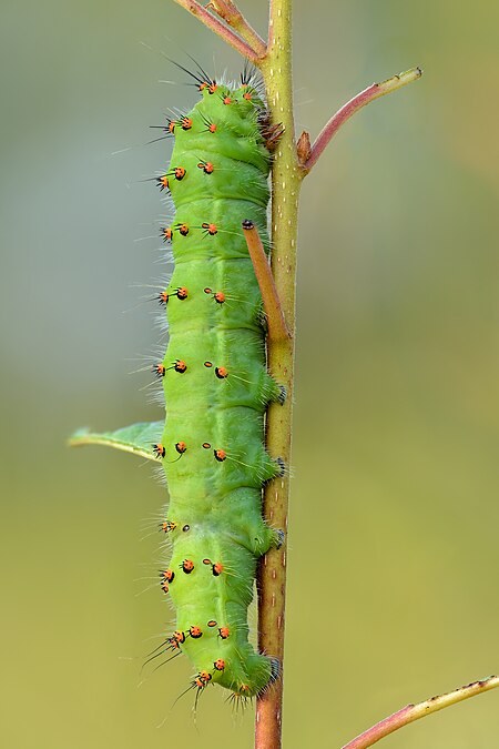 ไฟล์:Saturnia pavonia caterpillar (side view) - Niitvälja bog.jpg