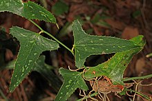 Many understory plants such as the saw greenbriar, Smilax bona-nox are variegated with pale markings which may serve as camouflage. Saw Greenbriar - Smilax bona-nox, Colt Creek State Park, Lakeland, Florida.jpg