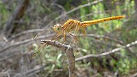 Scarlet Percher perching on stick (6402054619).jpg