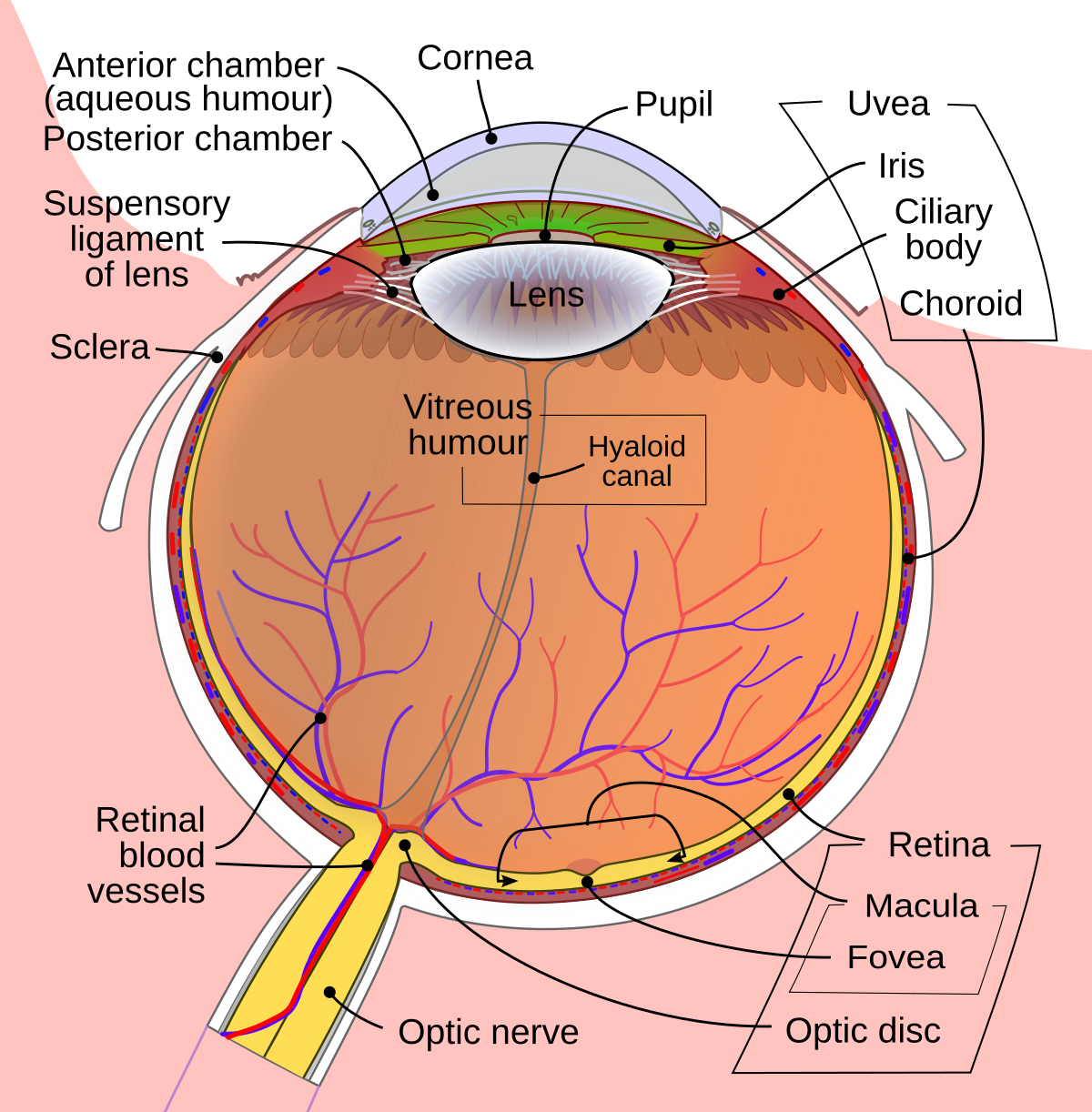 Retina - Definition and Detailed Illustration