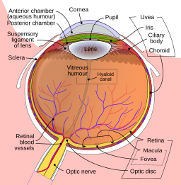 Schematic diagram of the human eye