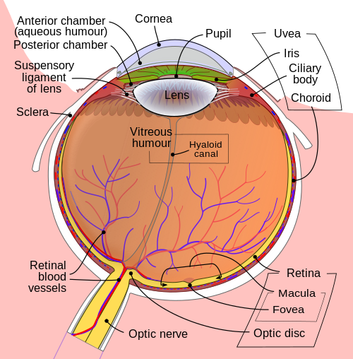 Schematic diagram of the human eye. It shows a horizontal section through the right eye.