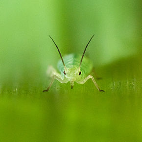 Popis tohoto obrázku, také komentován níže