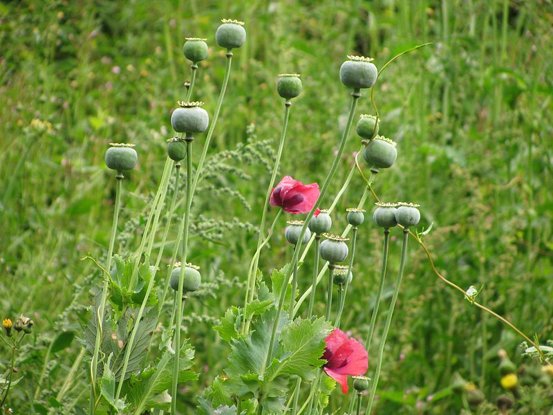 File:Schlafmohn bb02.jpg