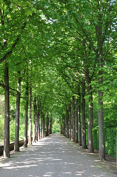 File:Schlossgarten Schwetzingen 150.jpg