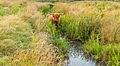 Schotse Hooglander zoekt verkoeling in het water. Locatie, natuurgebied Delleboersterheide – Catspoele.