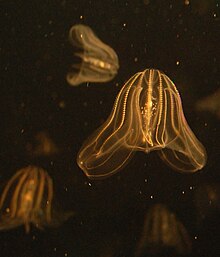 Mnemiopsis leidyi, commonly known as the Sea Walnut. Sea walnut, Boston Aquarium.jpg