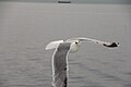Seagull over Fehmarn Belt Strait.JPG