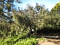 Shrub. Cultivated, Berkeley, California.