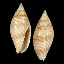 Seashell Scabricola petiti.jpg