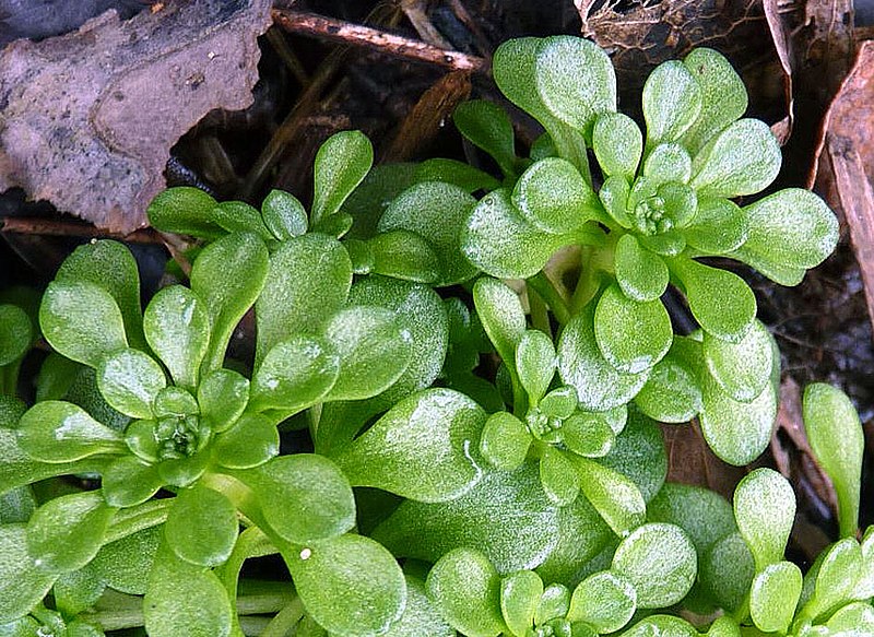 File:Sedum cepaea plant (05).jpg