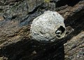 Closeup of a barnacle