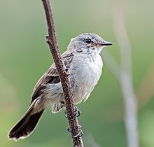 A sooty tyrannulet perched on a branch