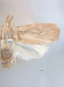 Sesamia grisescens erkak dorsal.jpg