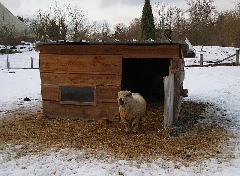 File:Shropshire sheep in winter.jpg