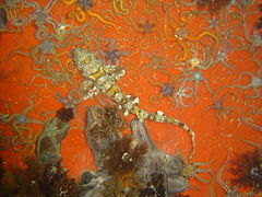 Shy shark and brittle stars on a red sponge