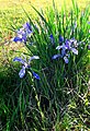 Siberian Iris. Eastern Siberia