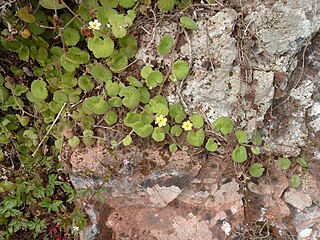 <i>Sibthorpia</i> Genus of Plantaginaceae plants